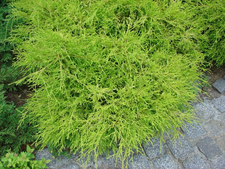 岡野秀花園｜OKANO SYUKAEN｜商品紹介