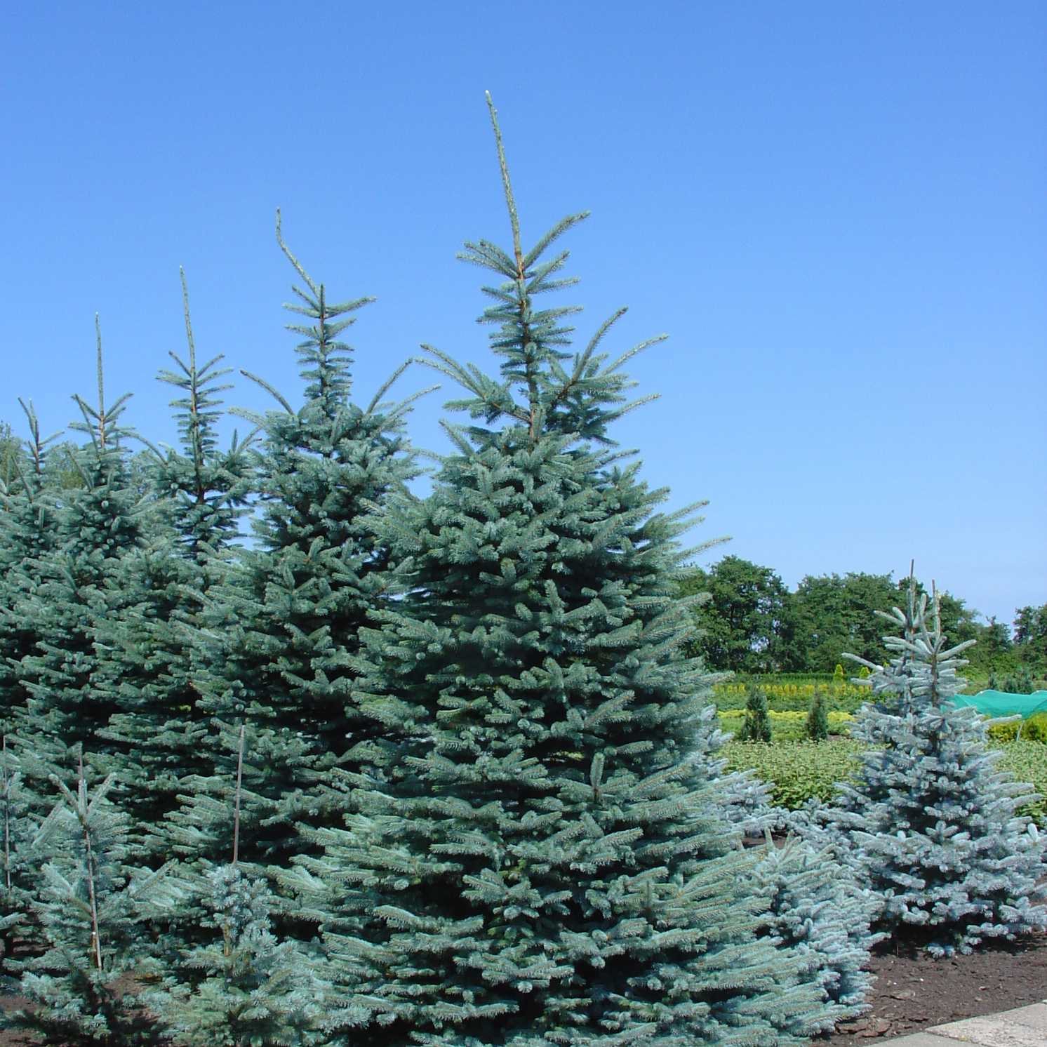 岡野秀花園｜OKANO SYUKAEN｜商品紹介