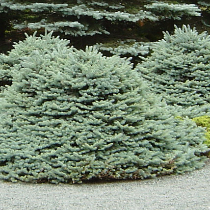 岡野秀花園｜OKANO SYUKAEN｜商品紹介