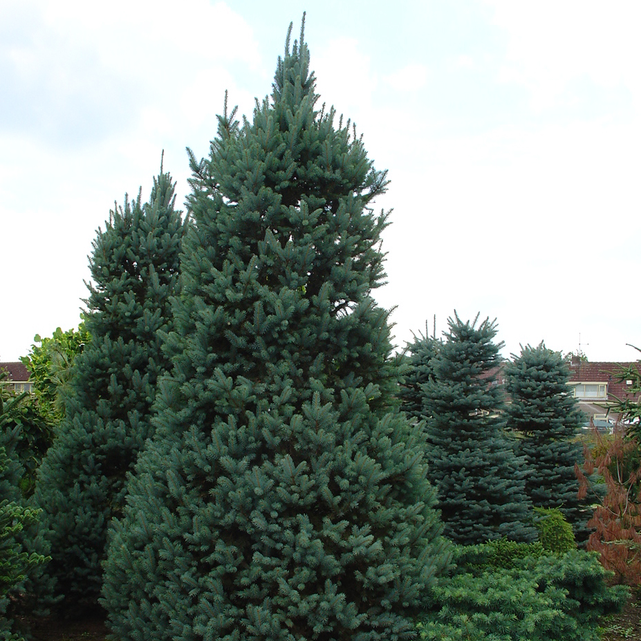 岡野秀花園｜OKANO SYUKAEN｜商品紹介