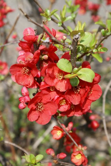 岡野秀花園｜OKANO SYUKAEN｜商品紹介