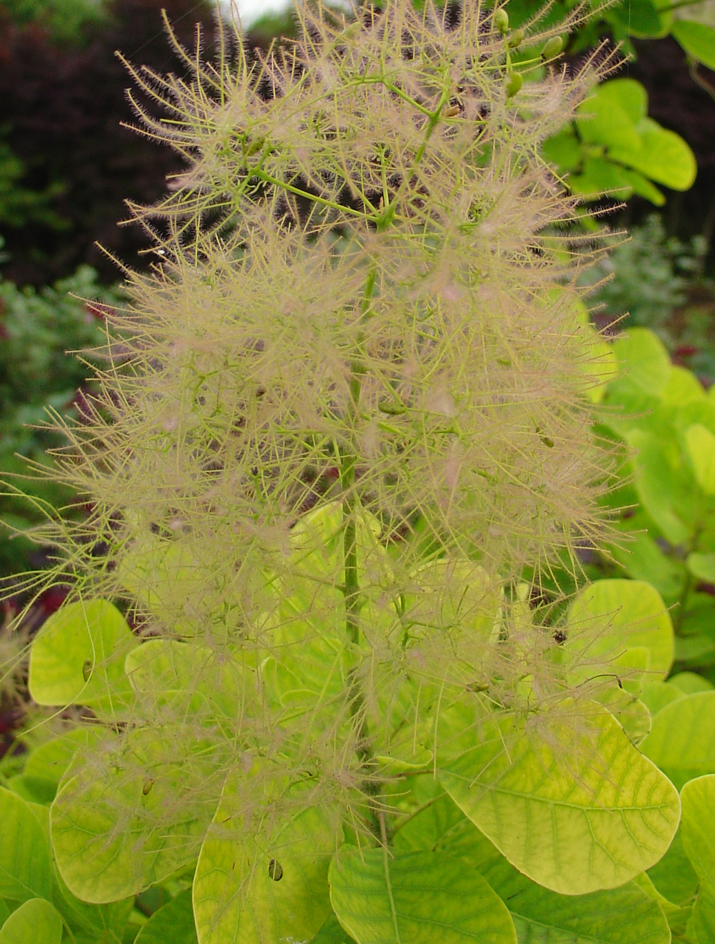 岡野秀花園 Okano Syukaen 商品紹介