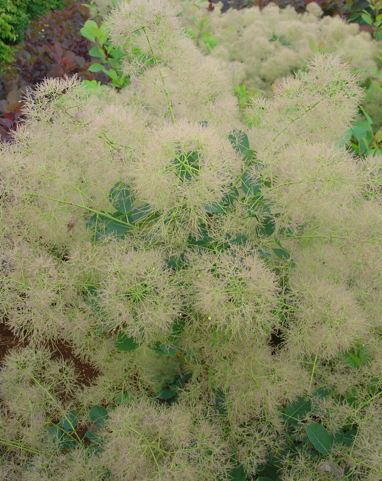 岡野秀花園 Okano Syukaen 商品紹介