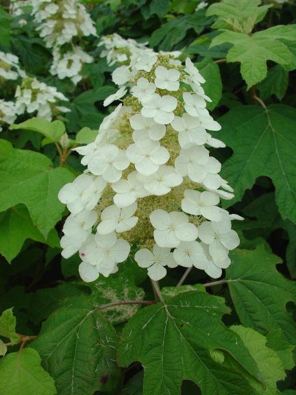 岡野秀花園 Okano Syukaen 商品紹介