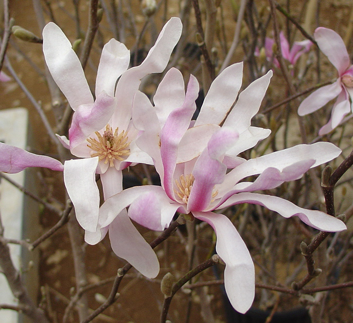 岡野秀花園｜OKANO SYUKAEN｜商品紹介