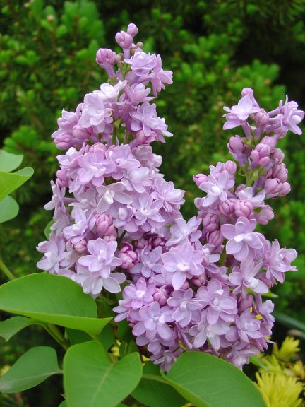岡野秀花園｜OKANO SYUKAEN｜商品紹介
