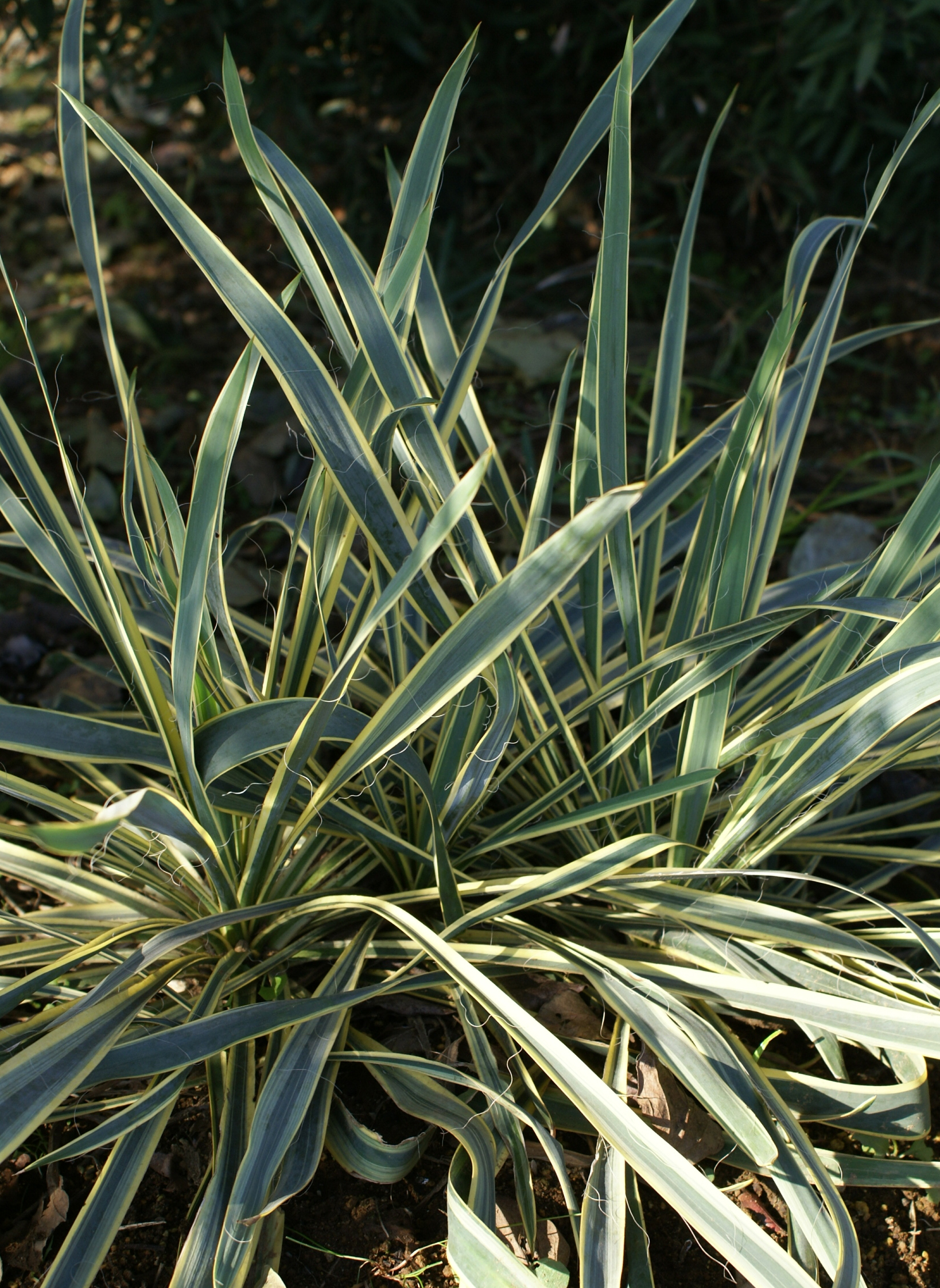 岡野秀花園｜OKANO SYUKAEN｜商品紹介