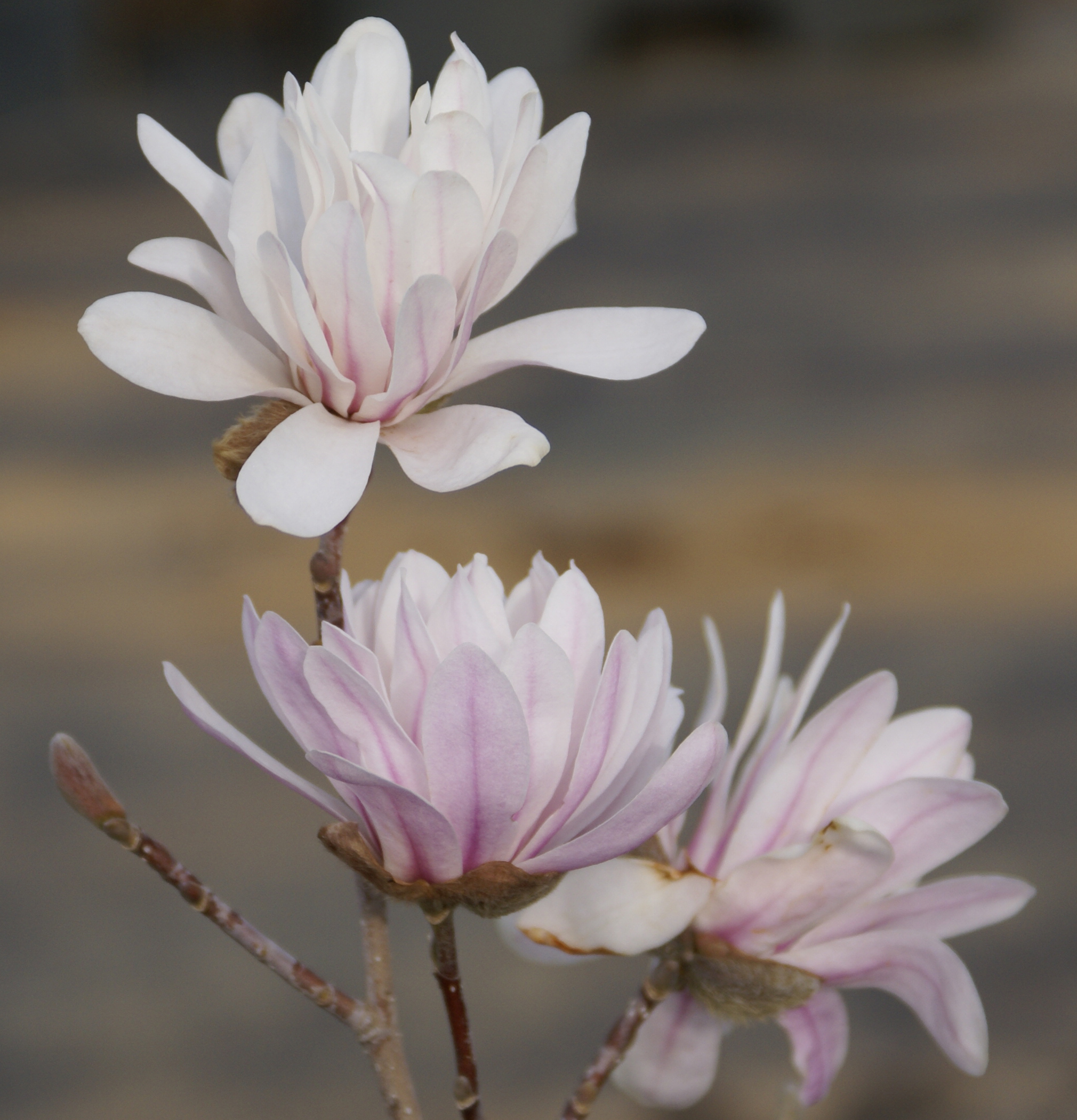 岡野秀花園 Okano Syukaen 商品紹介