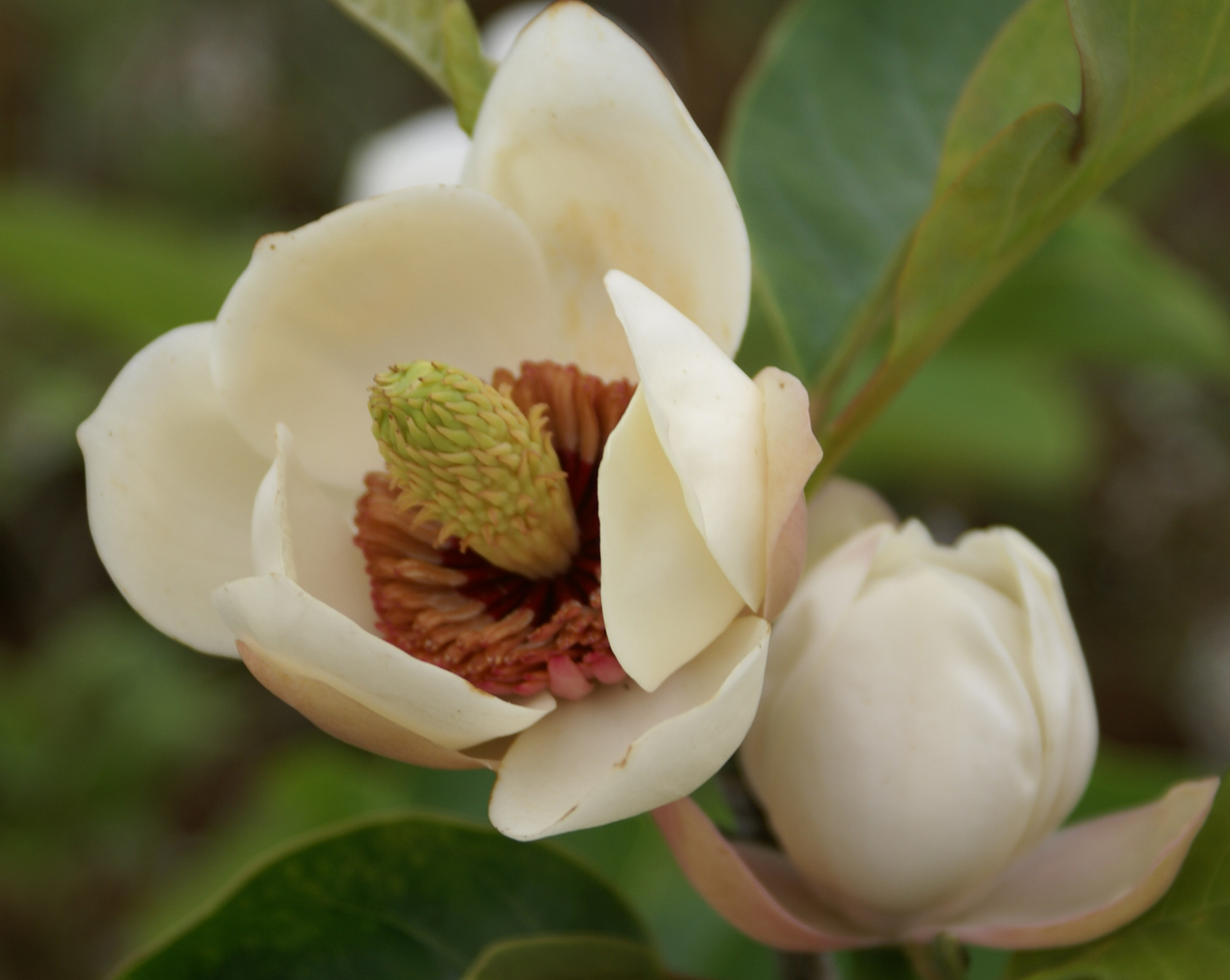 南蛮焼締　蓮葉形　蓮花蛙象嵌　掛け花生　合せ箱付　V　R7084 新型 ほのか華 1号 蓮 対 | お仏壇のはせがわ公式通販