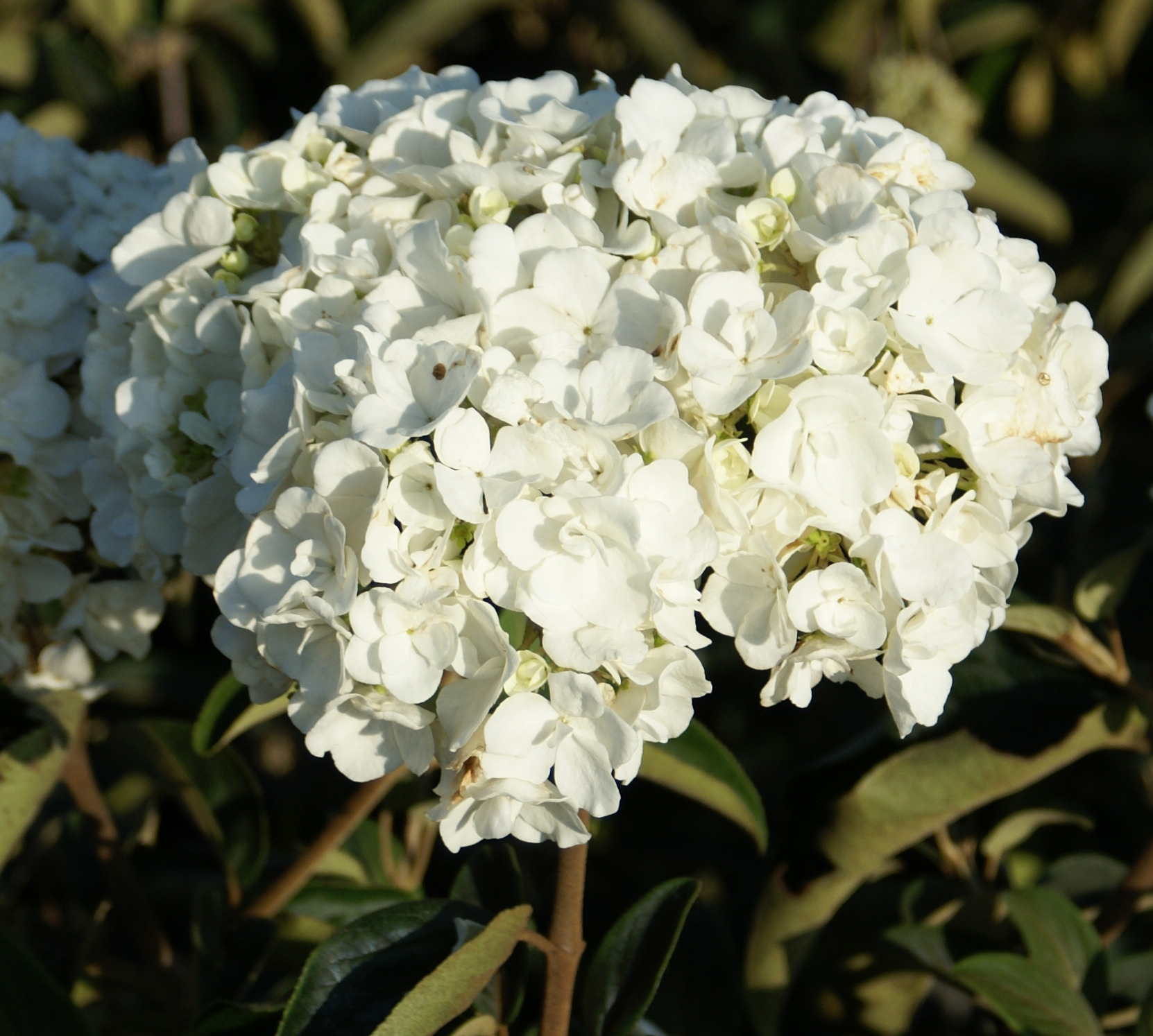 岡野秀花園｜OKANO SYUKAEN｜商品紹介