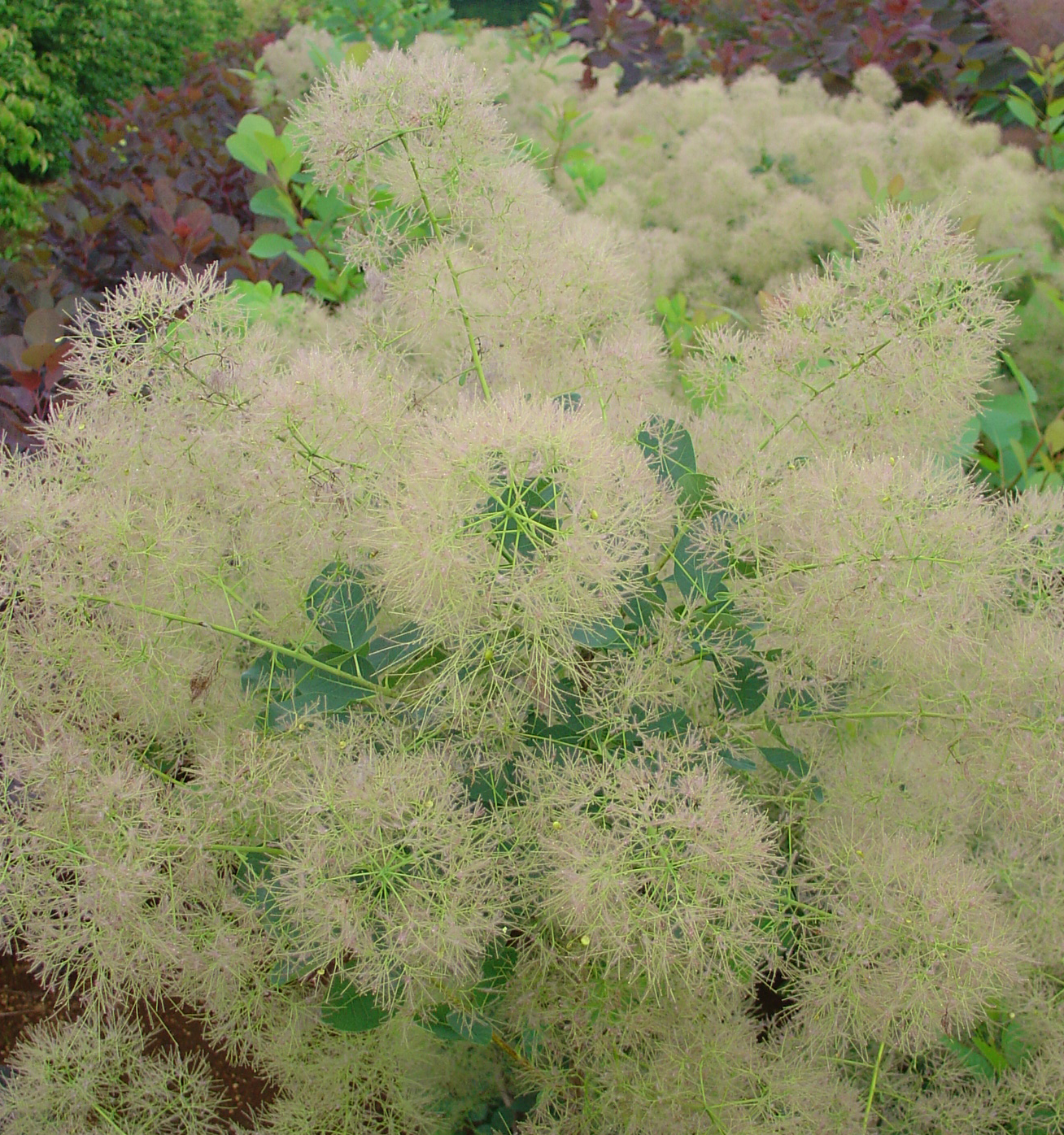 岡野秀花園|OKANO SYUKAEN|商品紹介 岡野秀花園|OKANO SYUKAEN|商品紹介