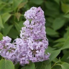 岡野秀花園｜OKANO SYUKAEN｜商品紹介