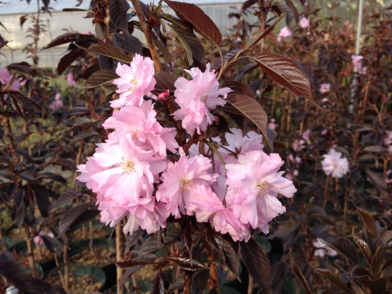 関山桜2点セット 紅葉関山桜ロイヤルバーガンディ